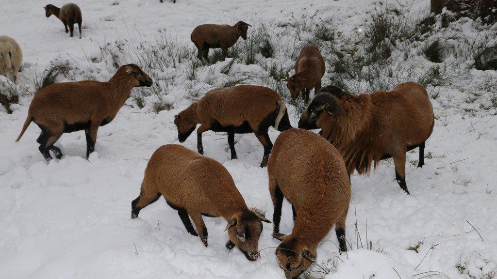 Tiere im Schnee