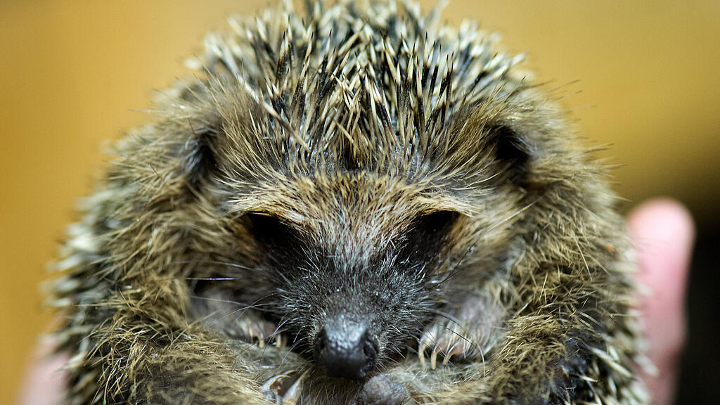 Die Igel wurden in einen Tierpark gebracht. (Symbolbild)