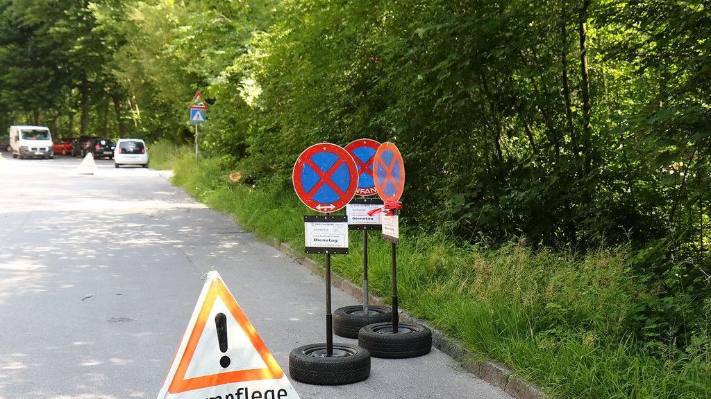 Eschensterben: Baumpflege in der Josefiau