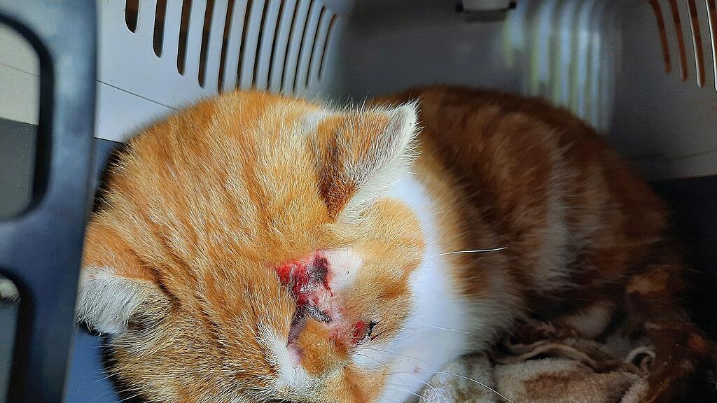 Kater aus Betonrohr in OÖ gerettet