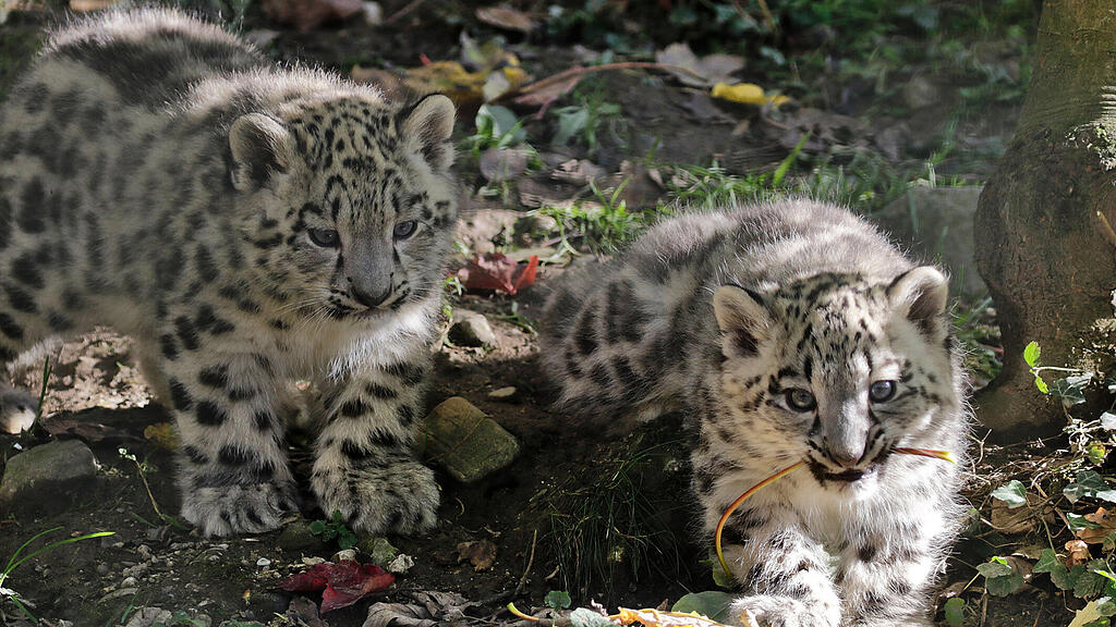 Schneeleoparden-Babys Zoo Salzburg