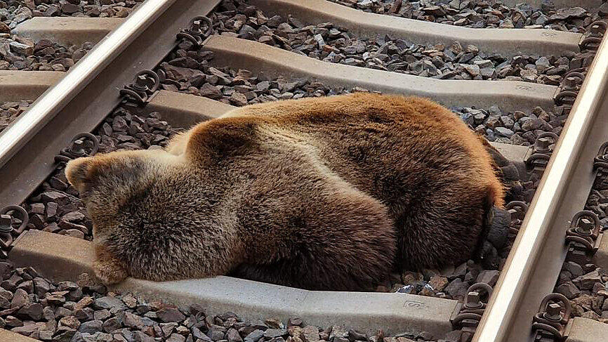 Toter Bär auf Gleisen zwischen lend und Schwarzach