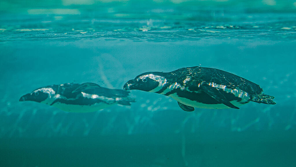 Zoo Salzburg, Brillenpinguin, Pinguin