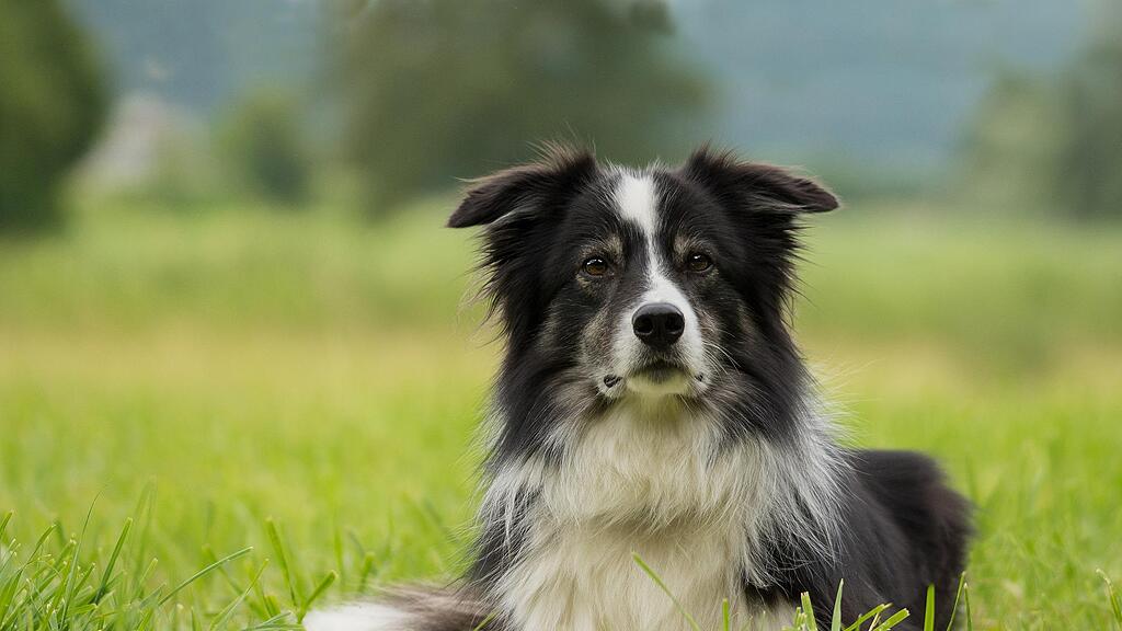 symb_hund symb_border-collie
