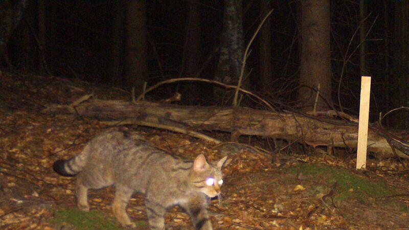 csm_01_Wildkatze_Hermagor_c_Felis_3bb035a2f6.jpg
