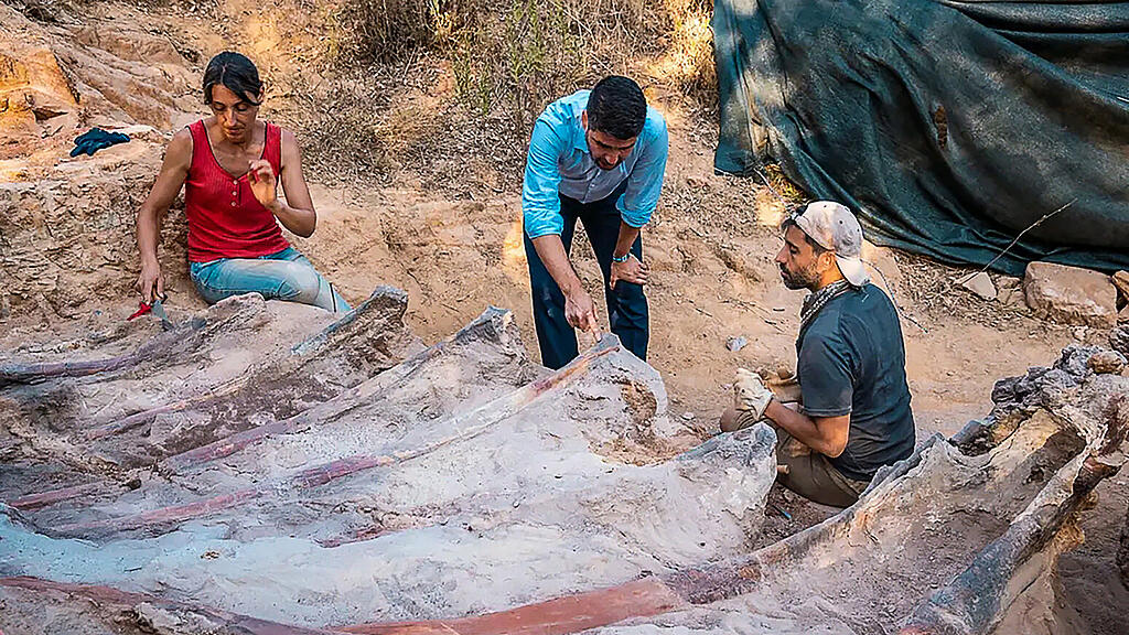 Dinosaurier-Fossil Portugal