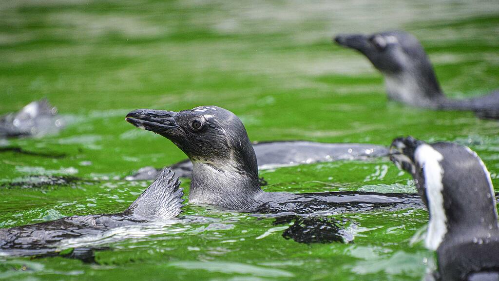 Brillenpinguine, Zoo Salzburg