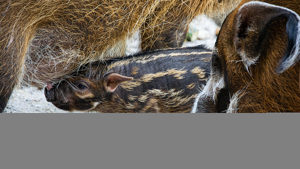 Nachwuchs bei Pinselohrschweinen im Zoo Salzburg