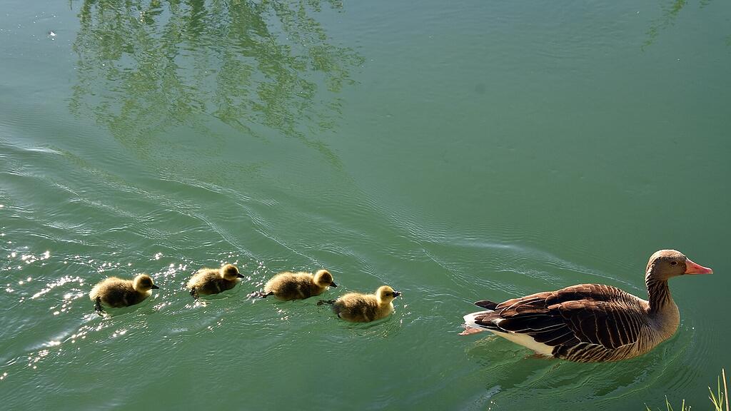 Enten Leopoldskron