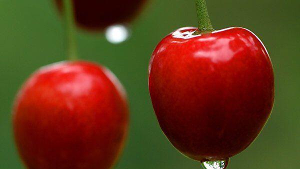 Fatale Begierde nach dieser Frucht