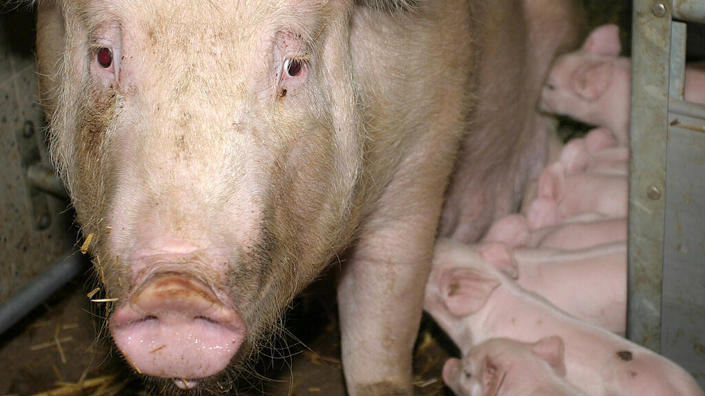SB: Schwein