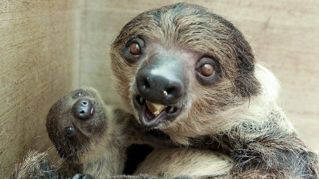 Die Tierbilder der Woche