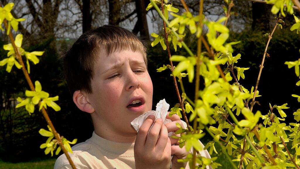 Die Gräserpollen machen Allergikern ab Mai zu schaffen.