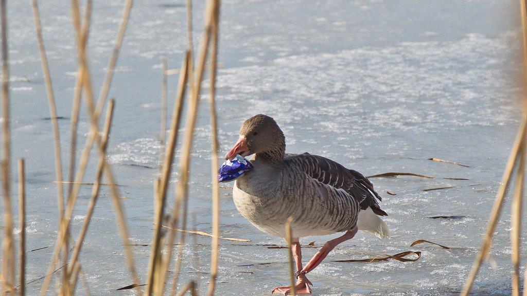 Leopoldskroner Weiher: Gans quält sich mit Getränkedose