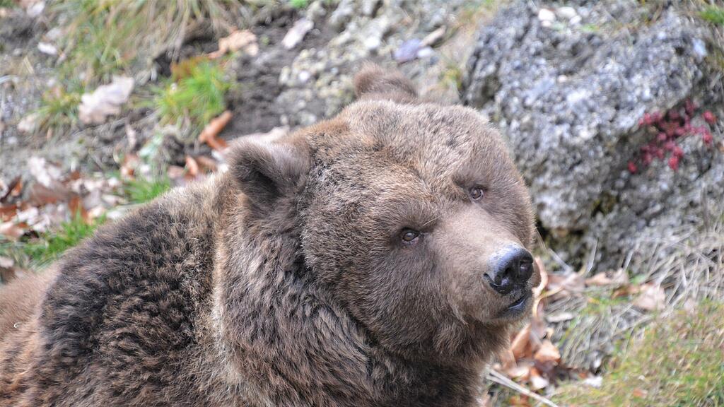 Braunbär Blanca