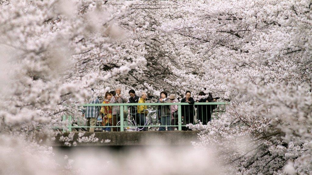 Kirschbäume in Japan in voller Pracht
