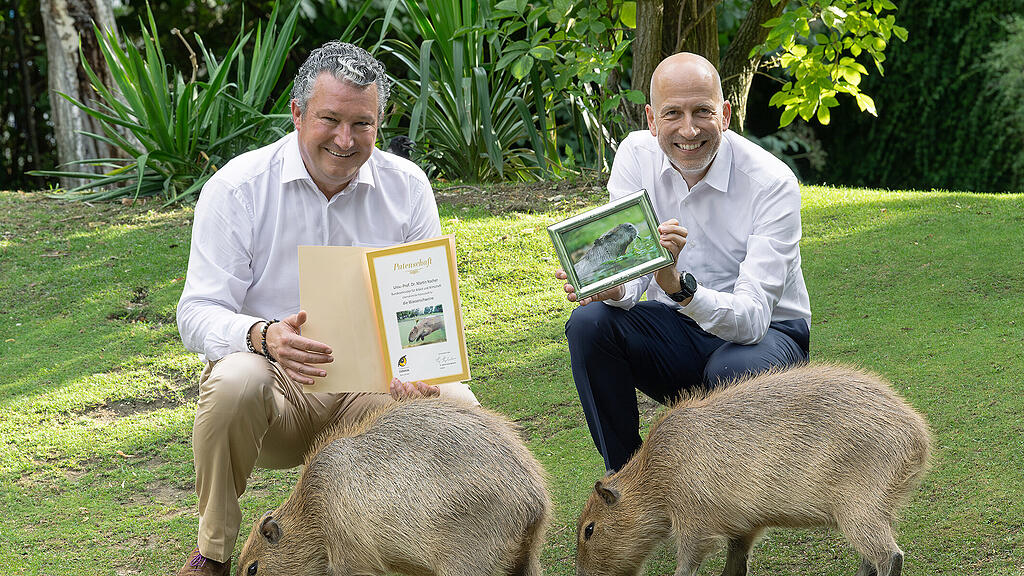 Martin Kocher Pate für Wasserschweine in Schönbrunn