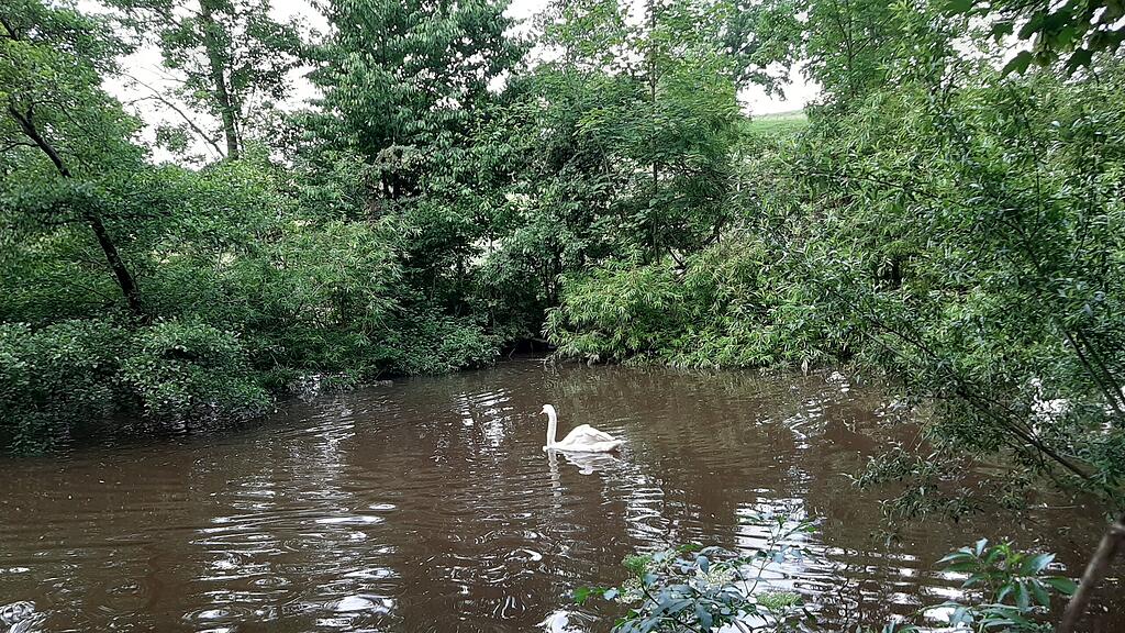 Schwan "Hansi", Pfotenhilfe, Mondsee