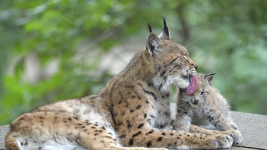 Luchs-Baby in Sch\u00f6nbrunn