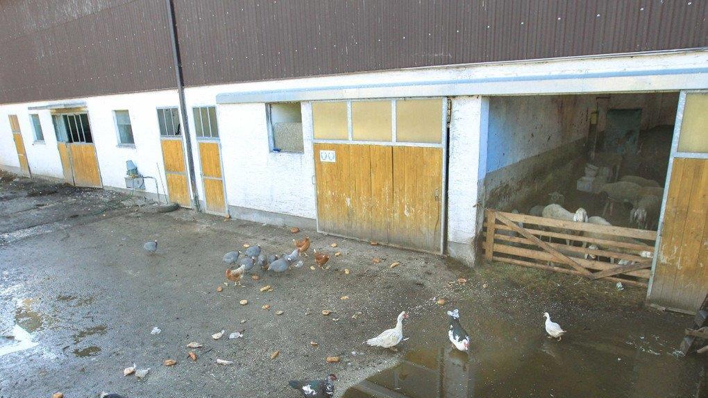 Verwahrloste Tiere in OÖ