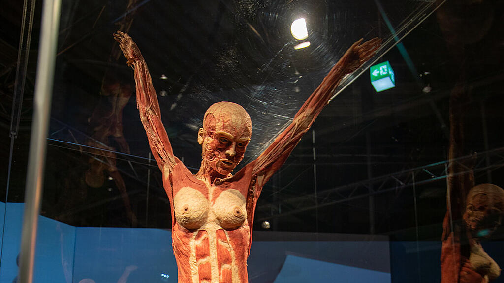 Ausstellung K\u00f6rperwelten Salzburg II