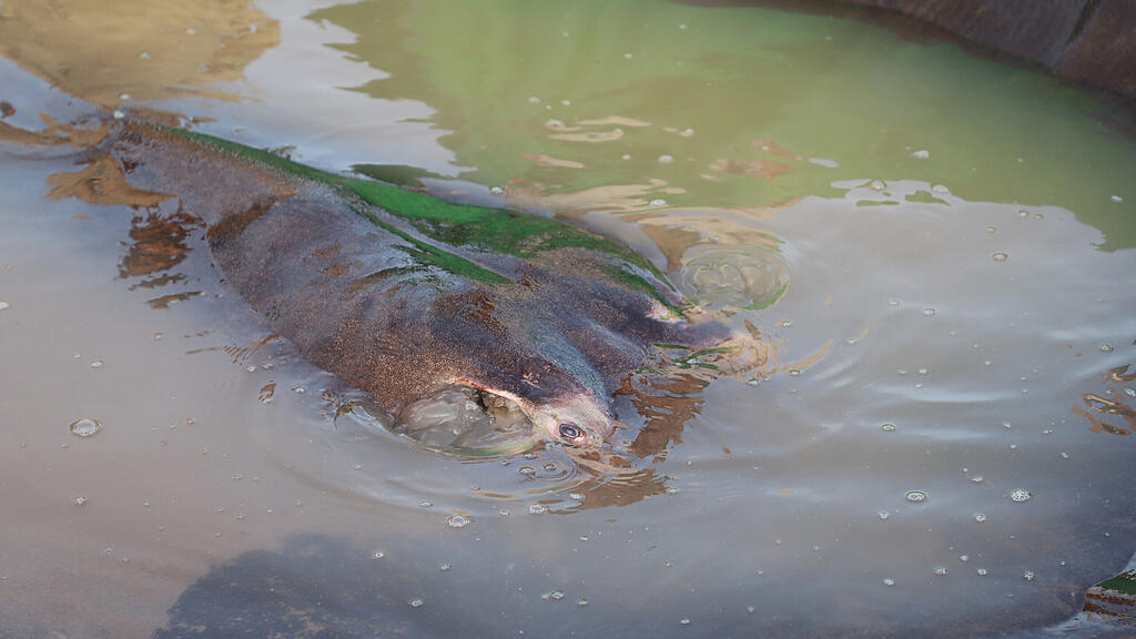 Größter Süßwasserfisch der Welt