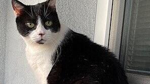 Weltkatzentag 2024