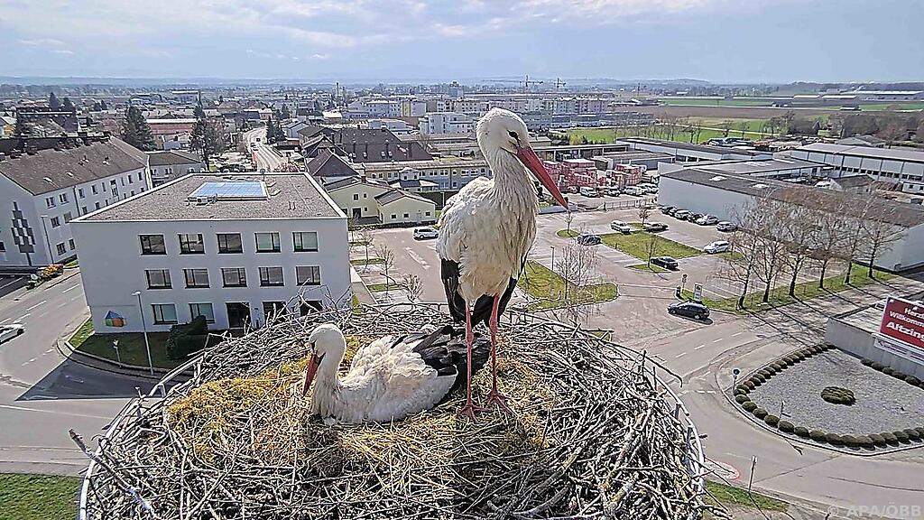 Bereits seit 2021 nutzt ein Storchenpaar den Mast als Brutplatz