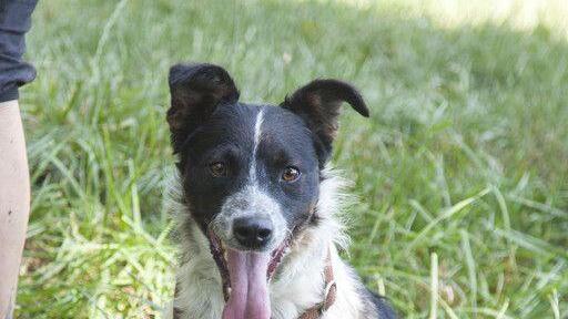 Neues Zuhause für Hunde in Lochen