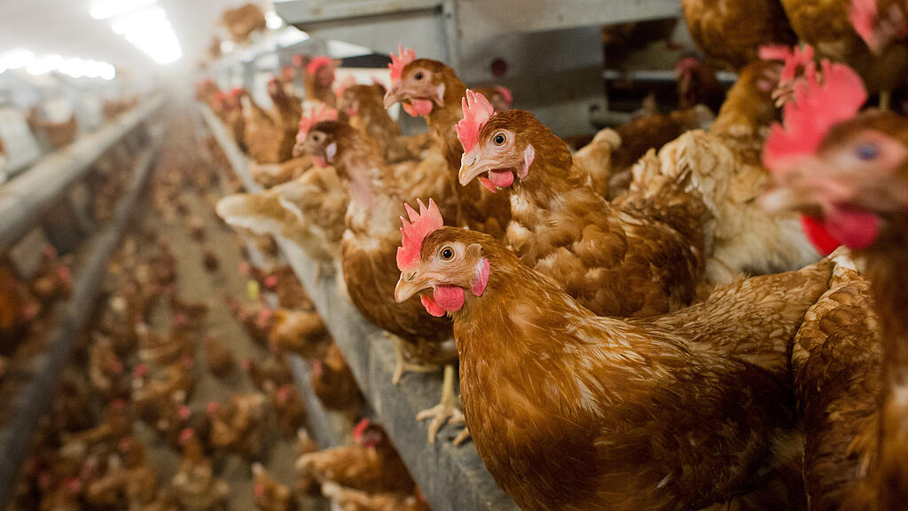 symb_huhn symb_hühner