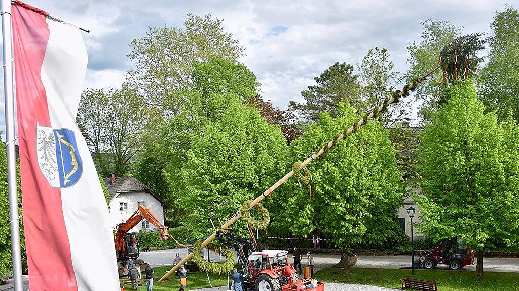 Maibaumaufstellen Anif, Maibaum