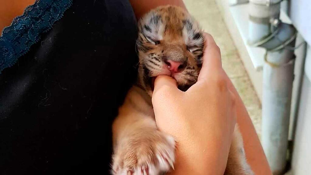 Tigerbabys