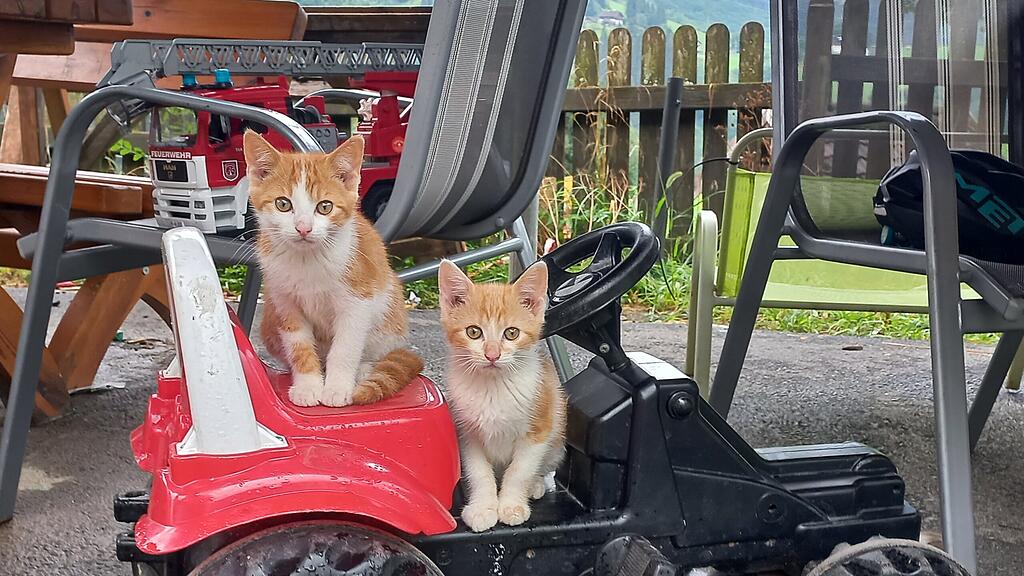 Weltkatzentag 2022