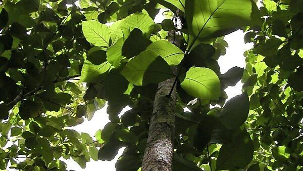 Beteiligungen an Plantagenbesitzgesellschaften auf Costa Rica versteigert