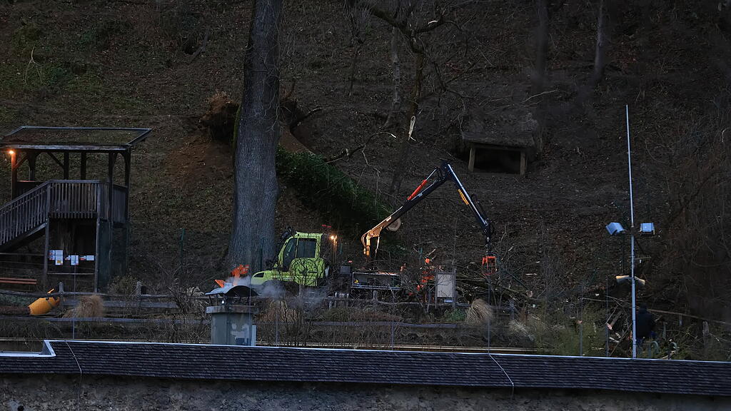 Esche durchbricht Zaun im Zoo Salzburg