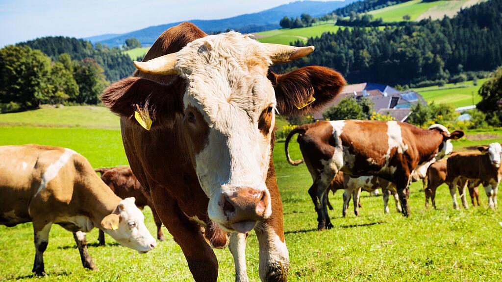 Die Kuh atackierte zunächst die Frau, dann den Mann. Beide wurden verletzt.