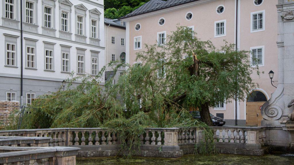Sturm knickt Baum bei Kapitelschwemme