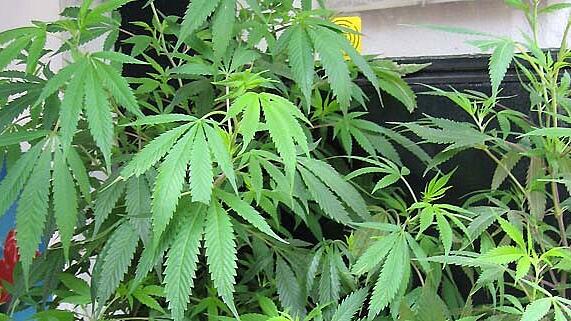 Cannabis