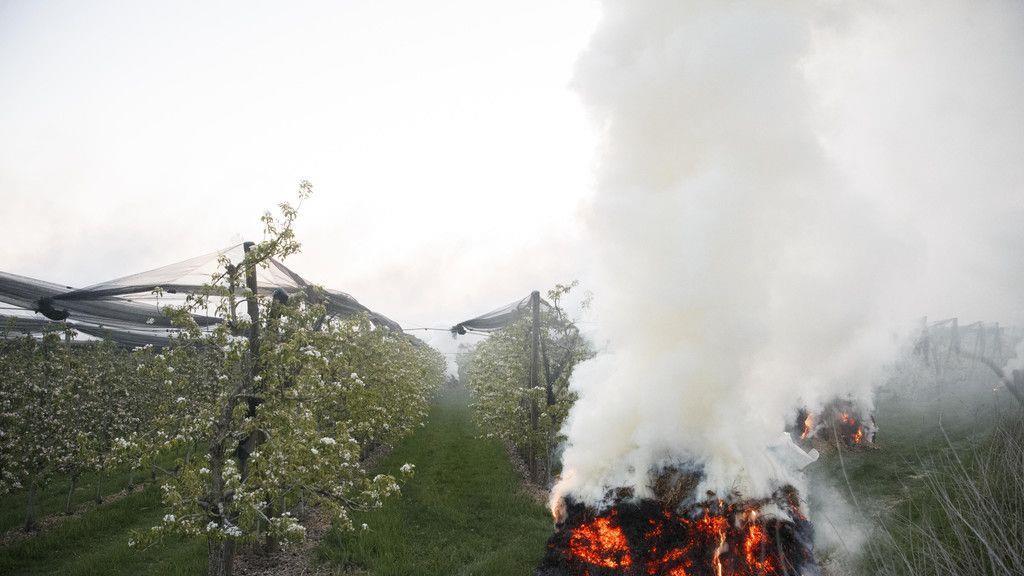 Bauern kämpfen gegen Frost