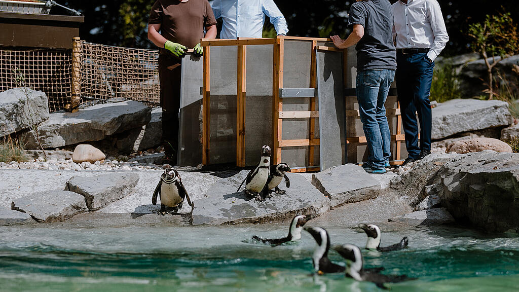 Zoo Salzburg, Brillenpinguin, Pinguin