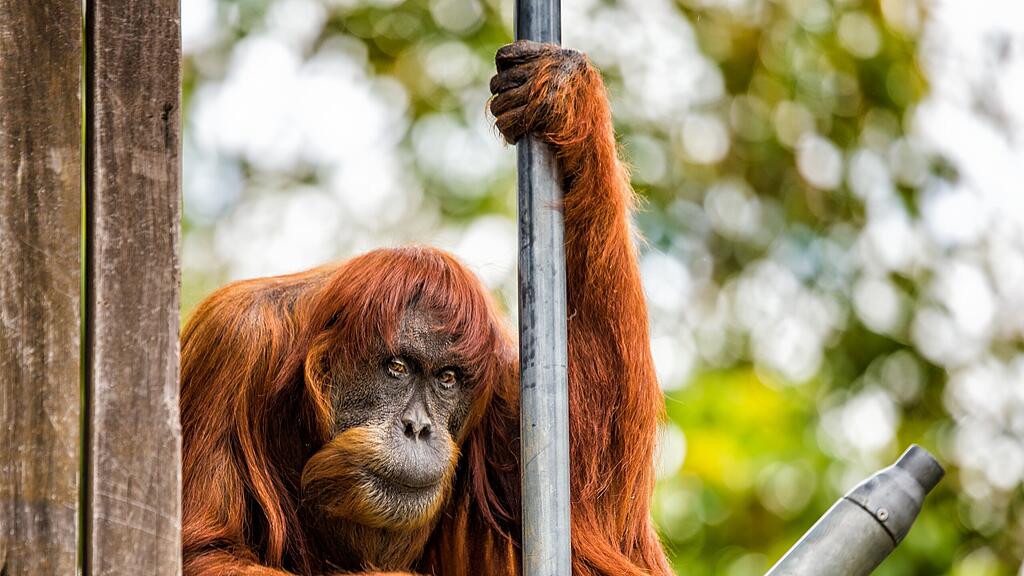 Die rüstige Affen-Lady ist im Zoo von Perth verstorben.