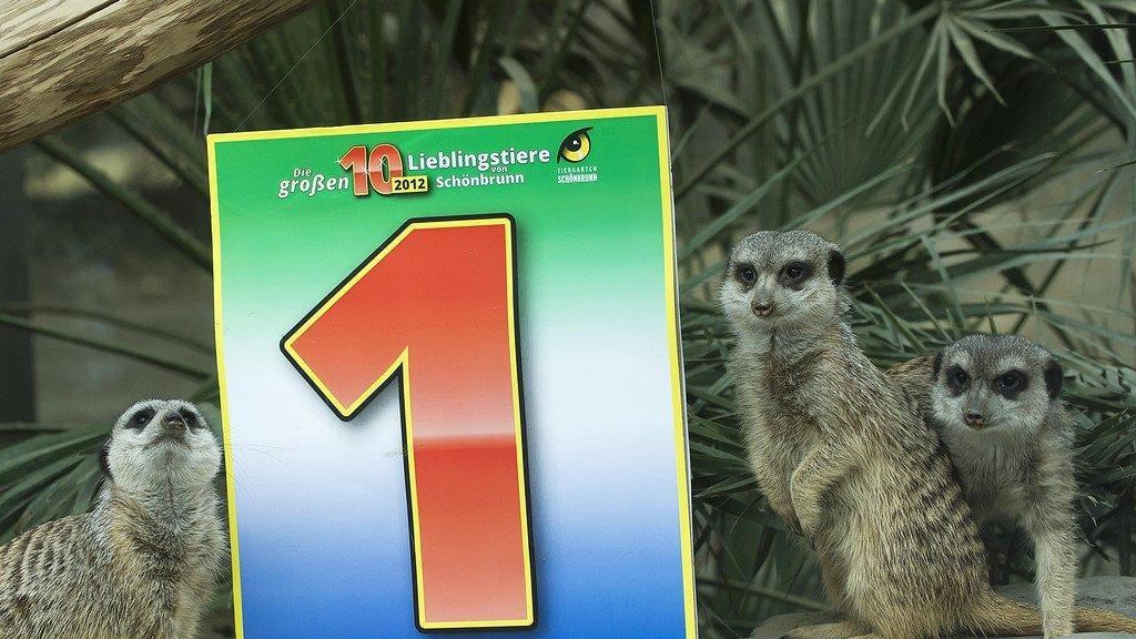 Die Erdmännchen sind die beliebtesten Tiere in Schönbrunn