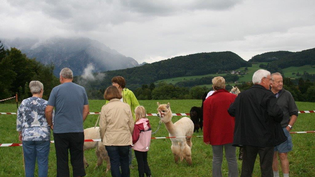 Alpaka-Fest in Adnet