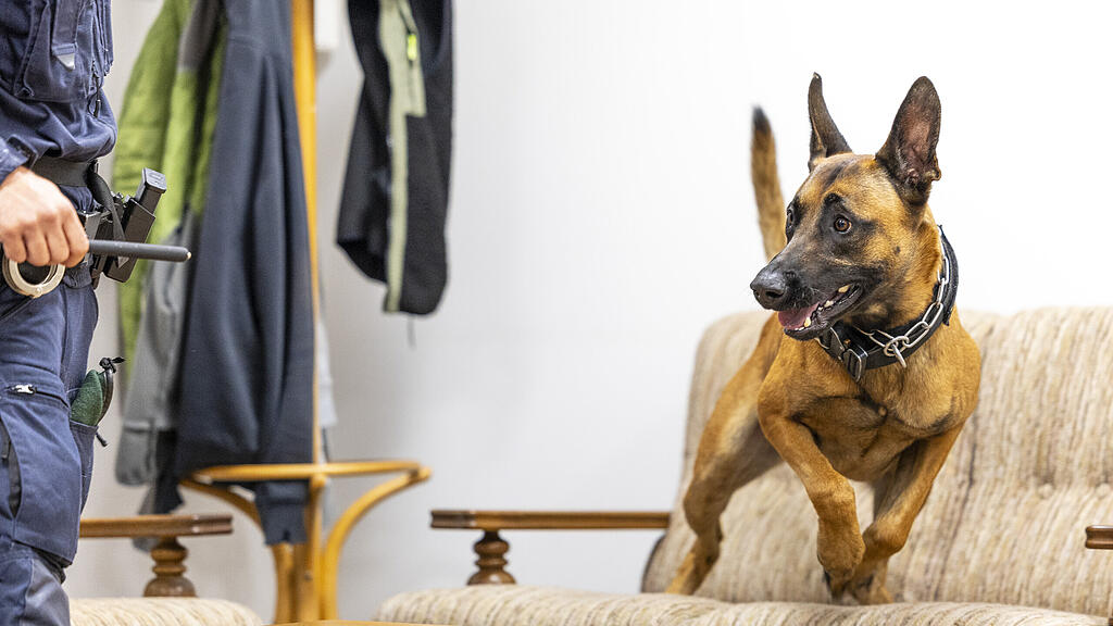 Datenspürhunde