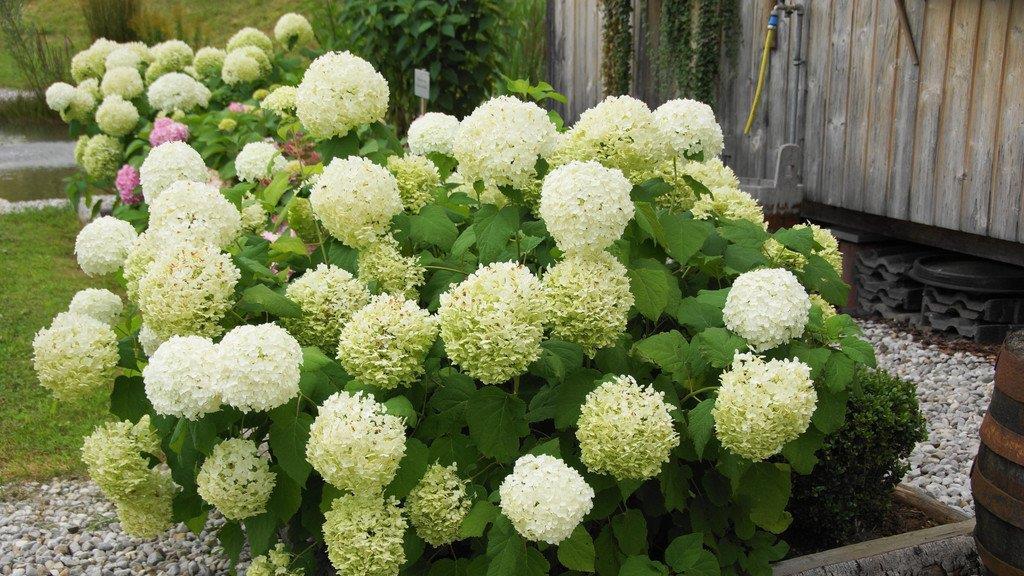 Spätsommer-Impressionen 1