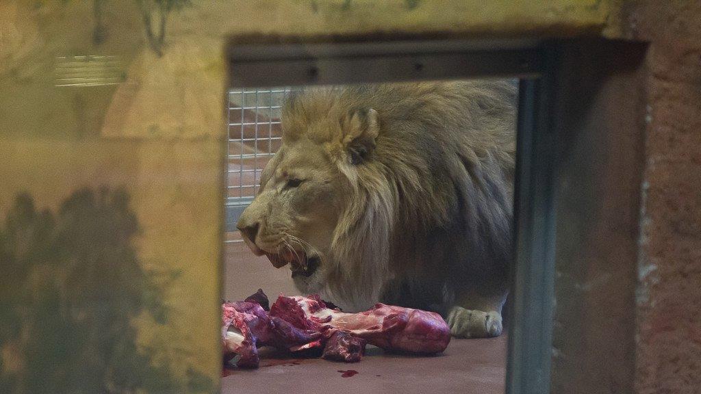 Frühlingserwachen im Salzburger Zoo