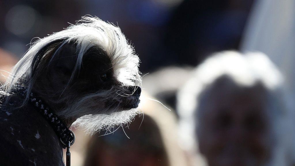 Wahl zum "Hässlichsten Hund"