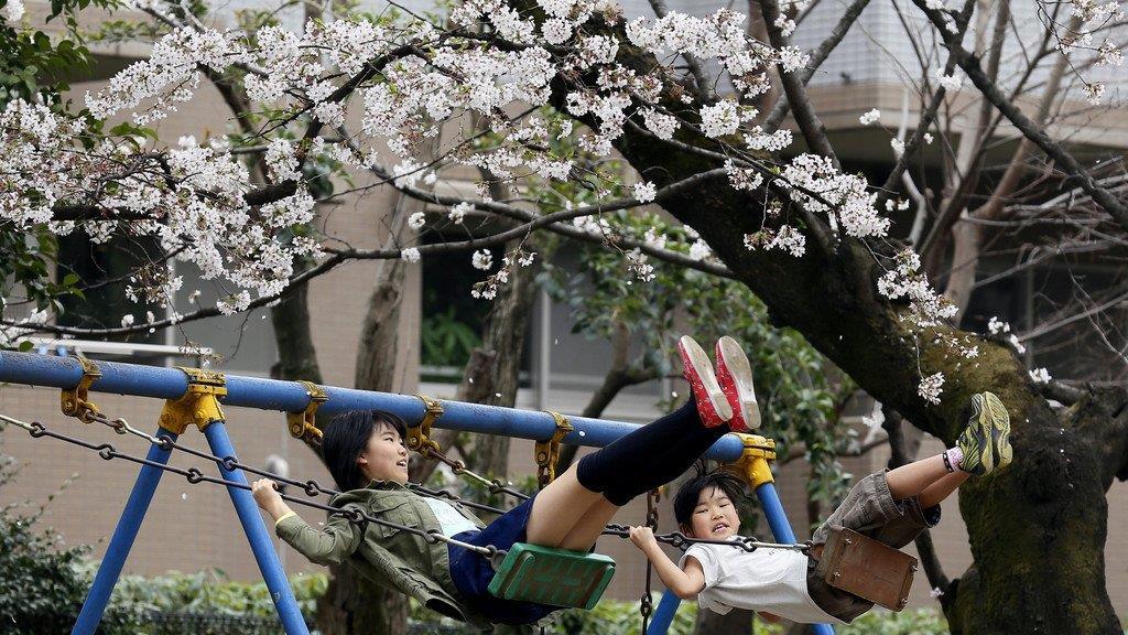 Kirschbäume in Japan in voller Pracht
