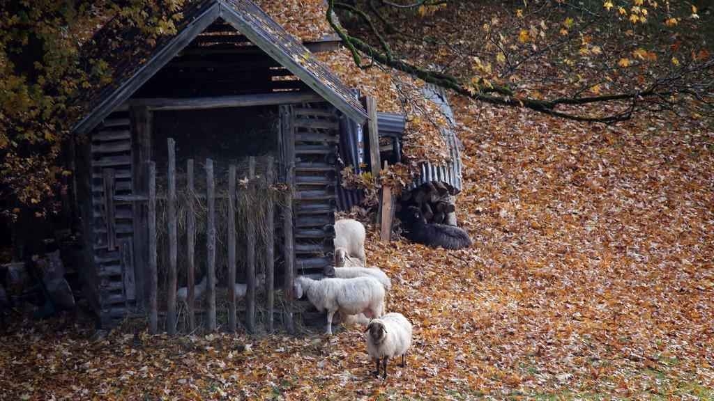 Herbstimpressionen in BGL