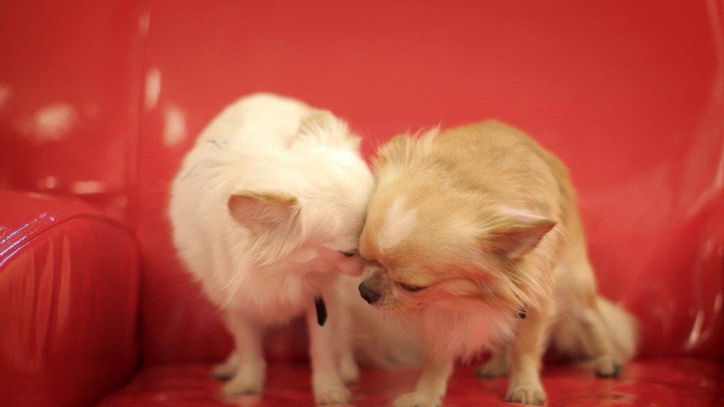 Die besten Tierbilder der Woche KW 40